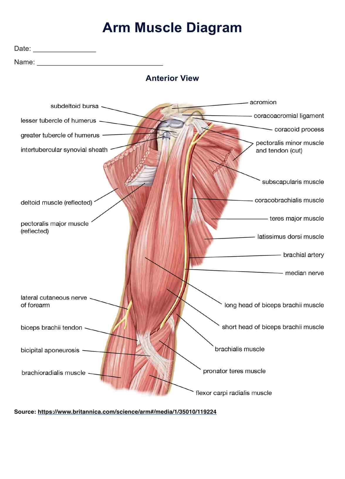 Arm Muscle Diagram