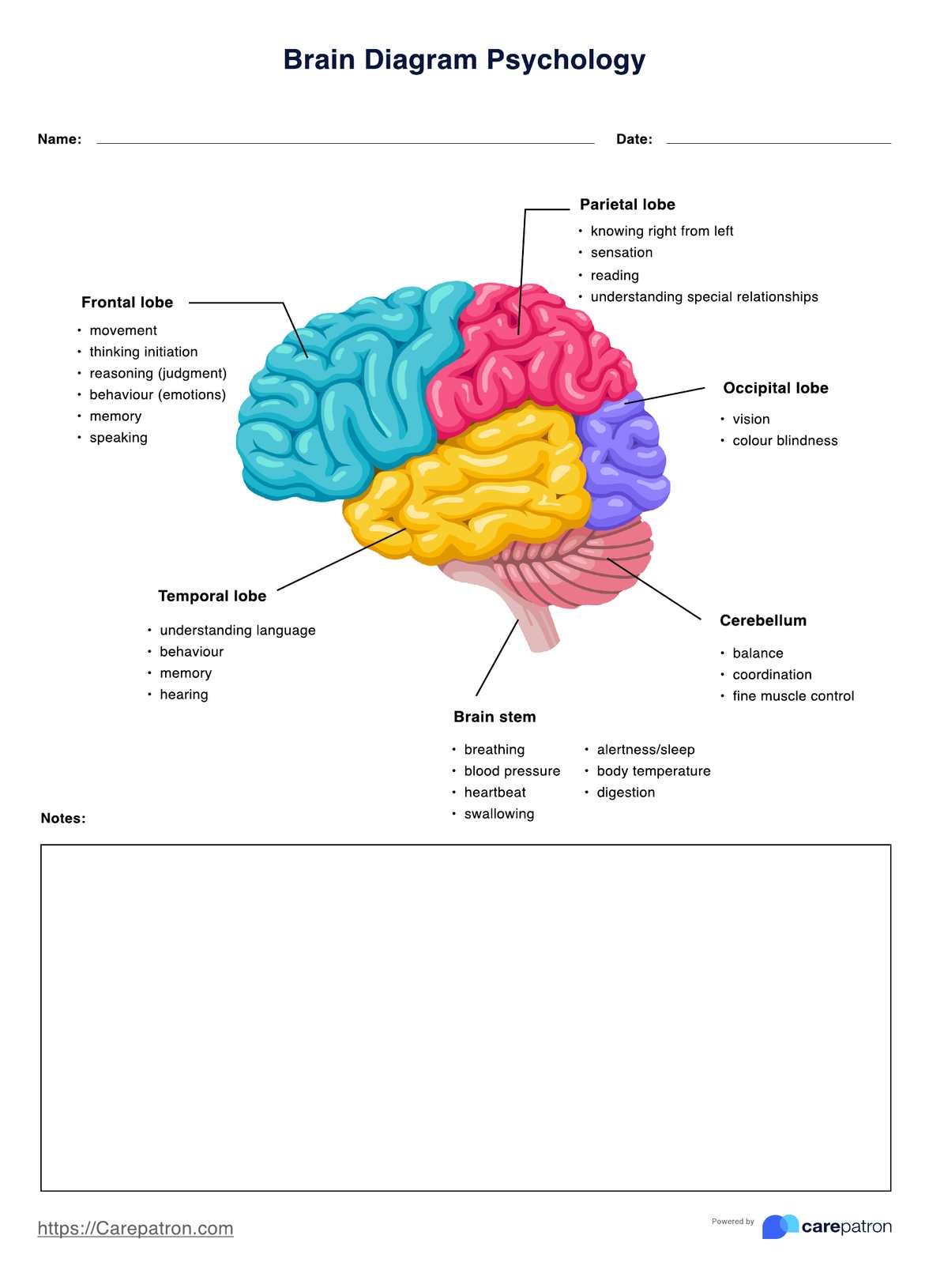 Brain Diagram Example Free PDF Download