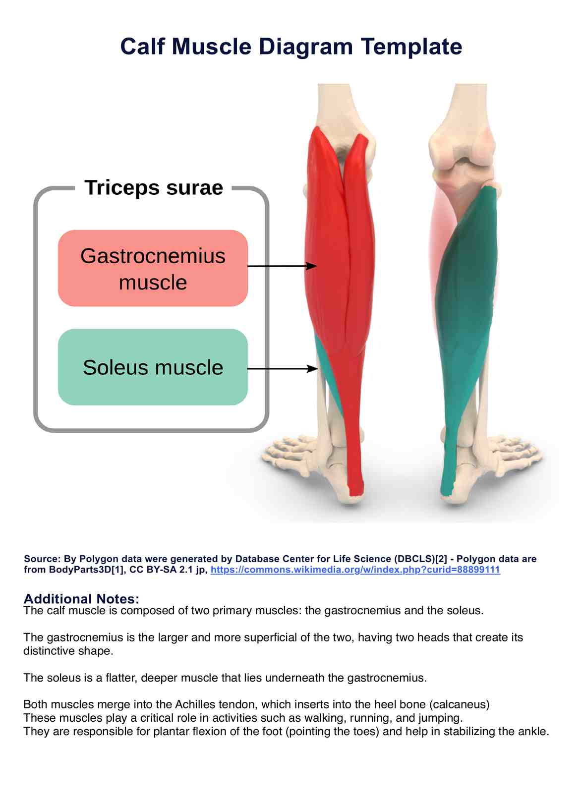Calf Muscle Diagram Example Free PDF Download Calf Muscle Diagram Example Free PDF Download