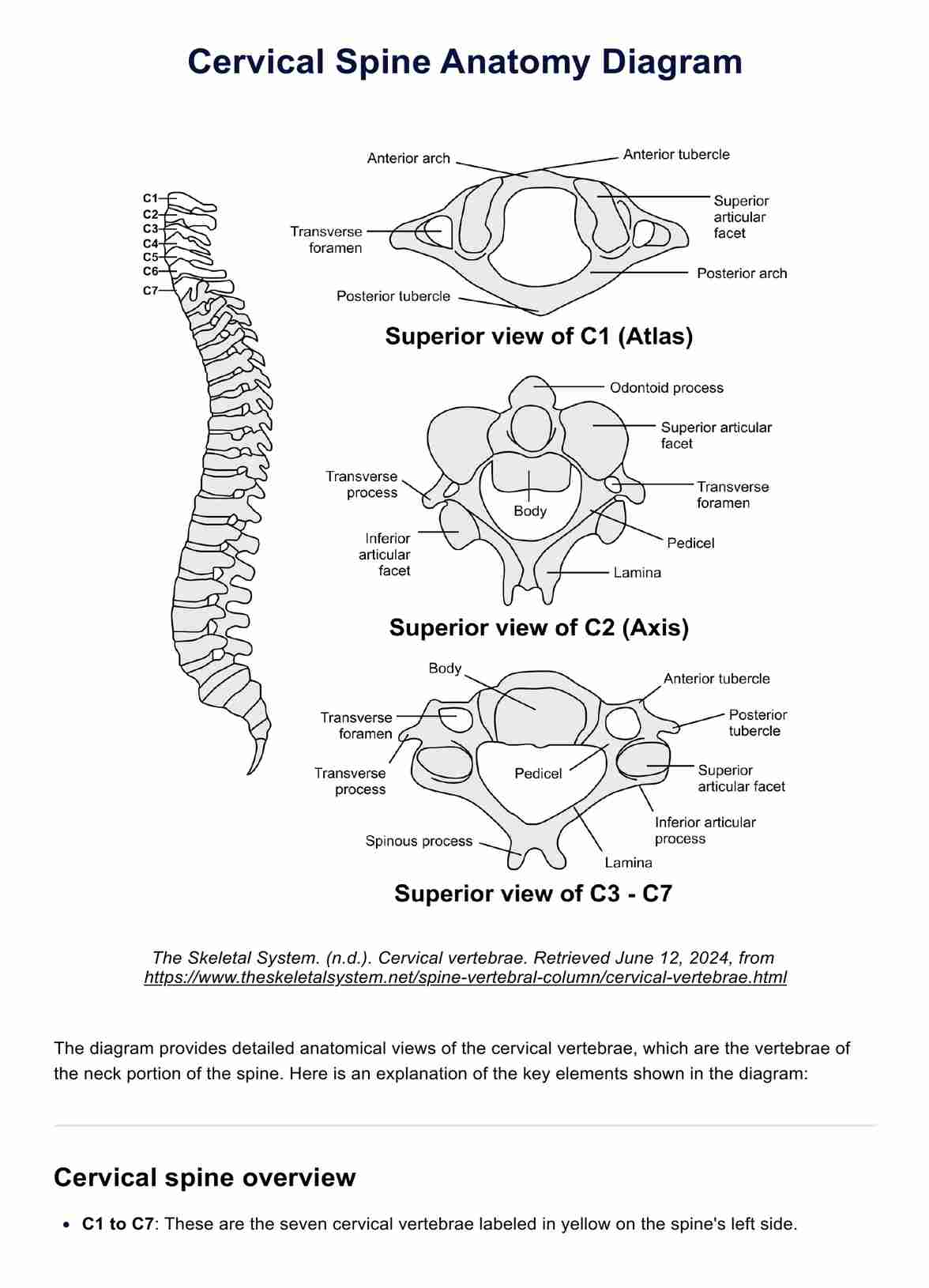 Cervical Spine Anatomy Diagram