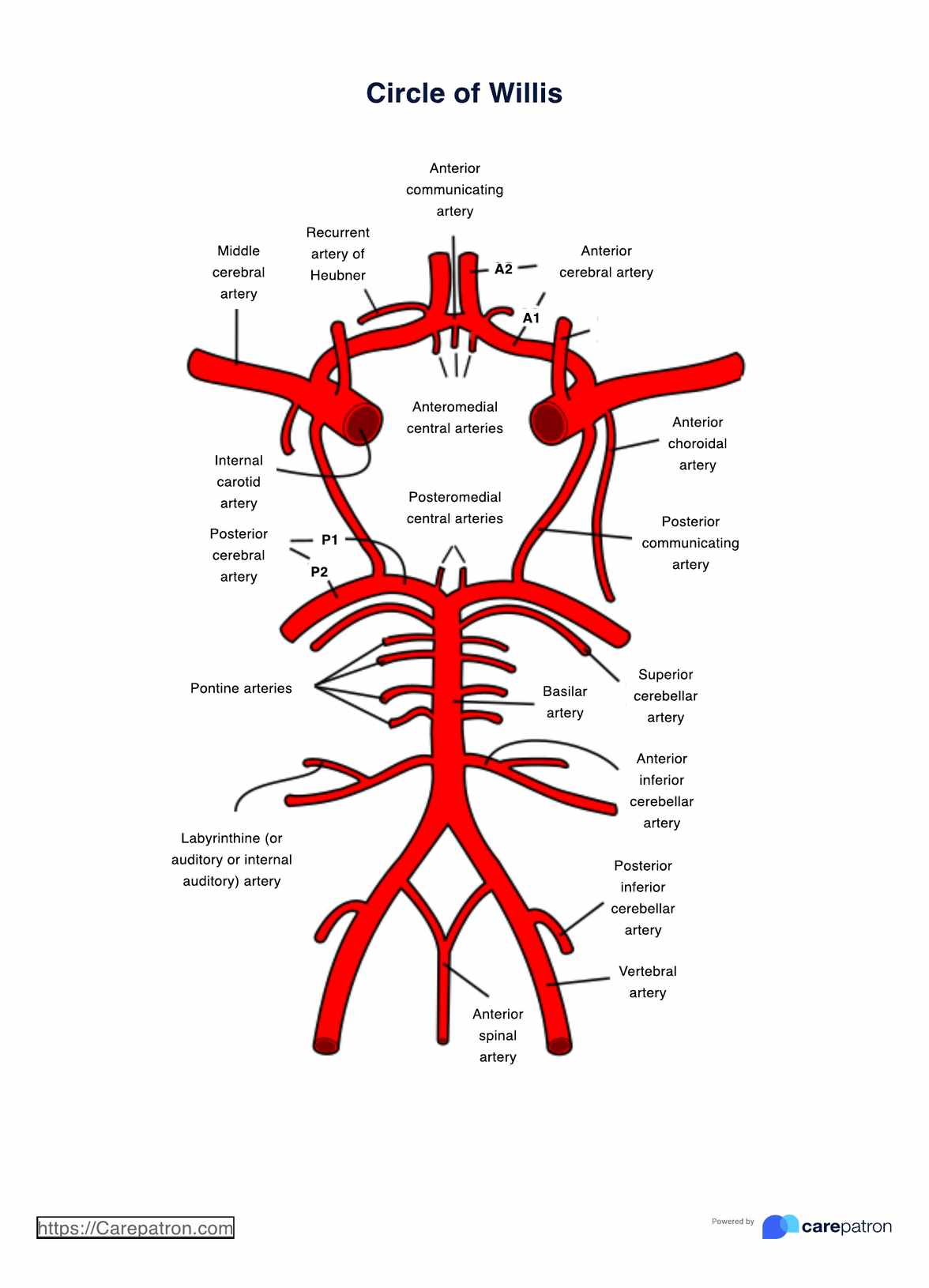 Circle Of Willis Diagram Example Free PDF Download Circle Of Willis Diagram Example Free PDF Download