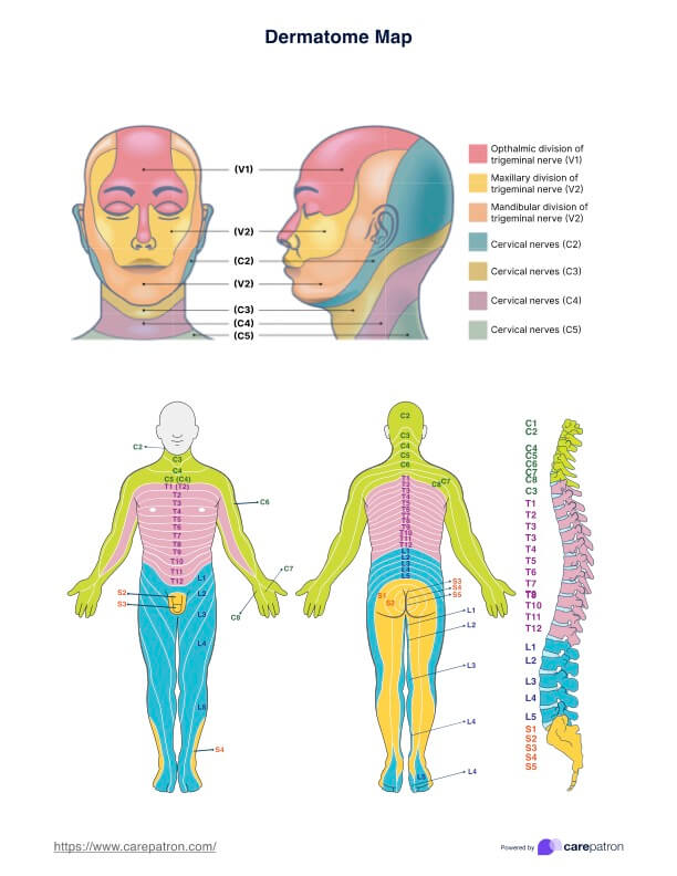 Dermatomit Kartta Dermatome