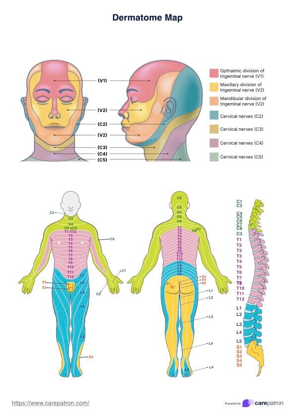 Anatomy Physical Therapy Dermatome Map Download Printable PDF Nerve Chart