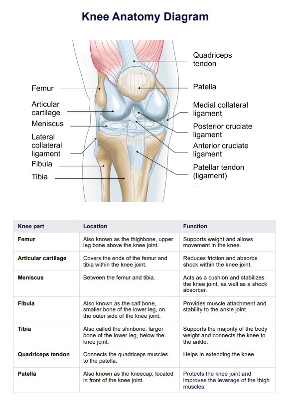 Knee Anatomy Diagram