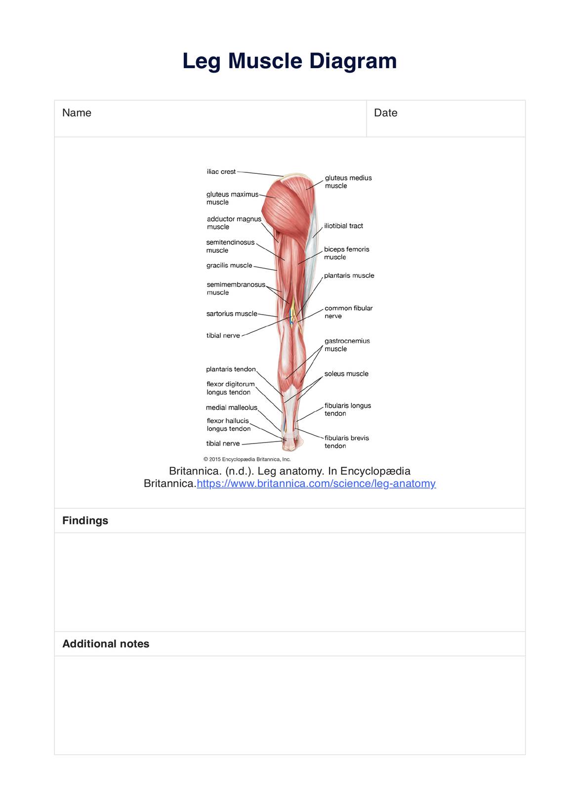 Leg Muscle Diagram