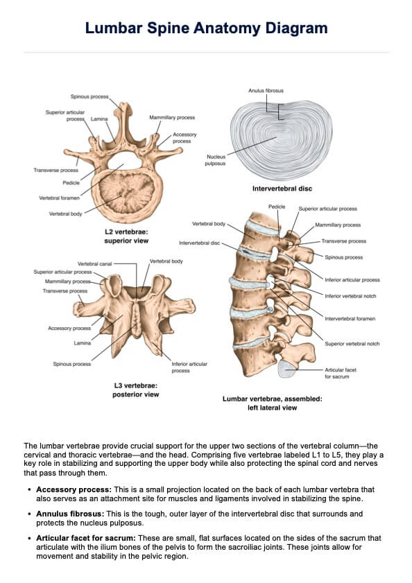 Anatomy And Function Of The Lumbar Spine VLKYGL