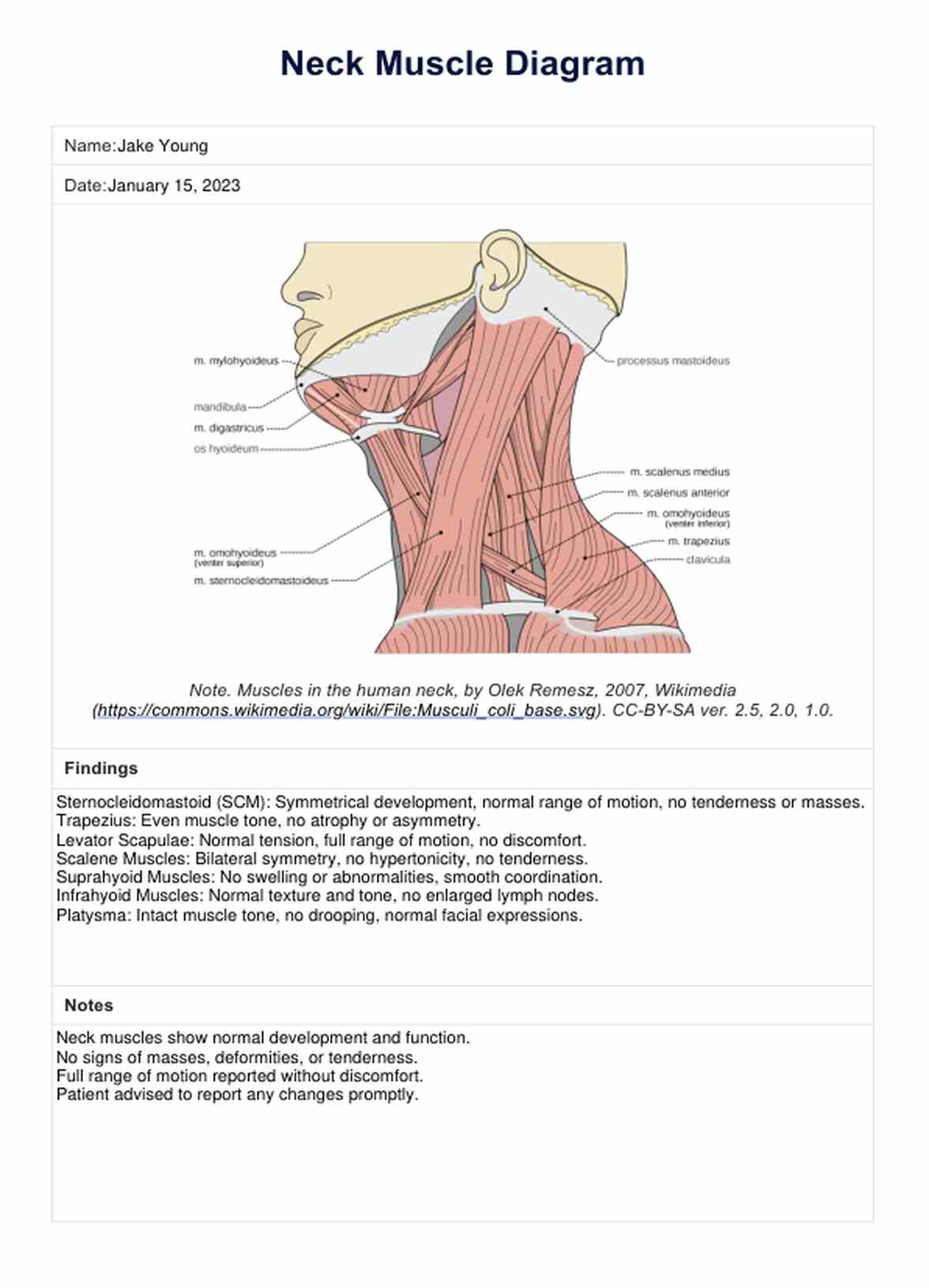 Neck Muscle Diagram Example Free PDF Download Neck Muscle Diagram Example Free PDF Download